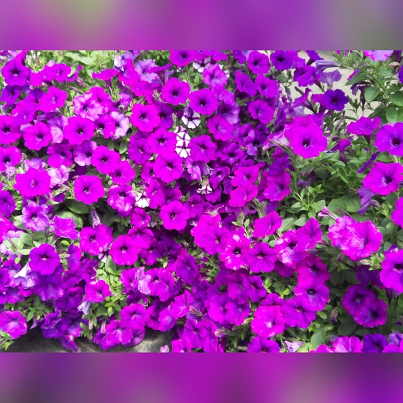 Meet your Posher, Sarah - Picture 3 of 12